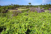 Azzorre, Isola di Pico - Escursione alla Furna de Frei Matias. vigneti coltivati fra muretti di pietra lavica.